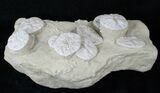 Fossil Sand Dollar (Astrodapsis) Cluster - Wide #15776-1